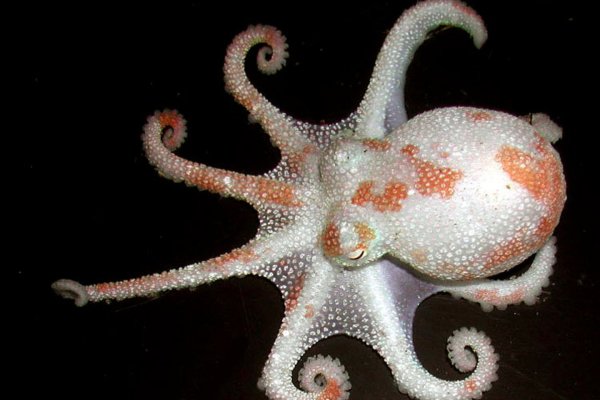 Магазин kraken даркнет